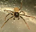 Xysticus alboniger - photo 4