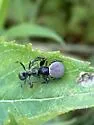 Xysticus alboniger - photo 5
