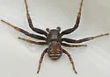 Xysticus ampullatus