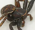 Xysticus ampullatus - photo 2