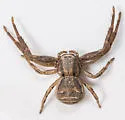 Xysticus ampullatus - photo 3