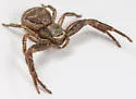 Xysticus ampullatus - photo 4