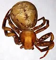 Xysticus apachecus