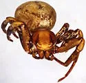 Xysticus apachecus - photo 2