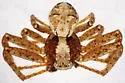 Xysticus apachecus - photo 3