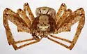 Xysticus apachecus - photo 4