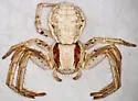 Xysticus aprilinus