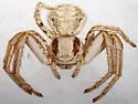 Xysticus aprilinus - photo 2