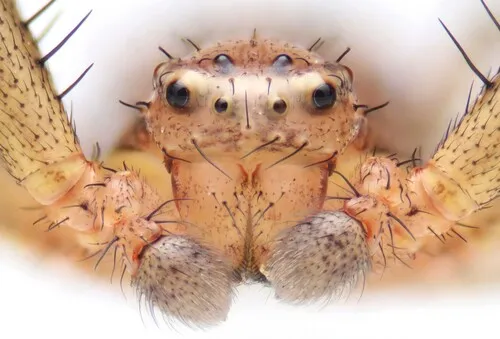 Xysticus auctificus