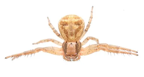 Xysticus auctificus - photo 2