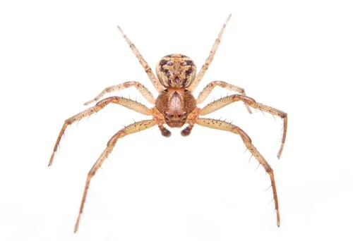 Xysticus auctificus - photo 4