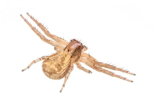 Xysticus auctificus - photo 5