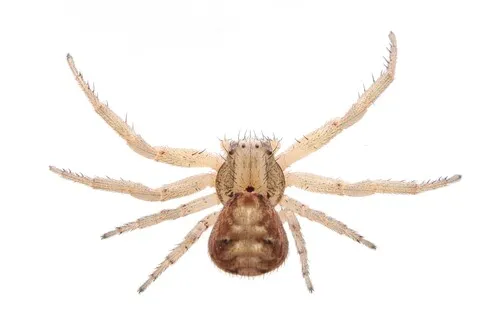Xysticus auctificus - photo 8