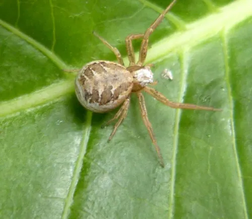 Xysticus audax