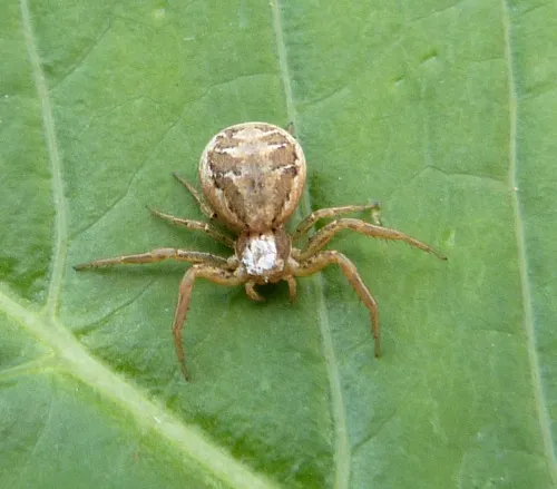 Xysticus audax - photo 2