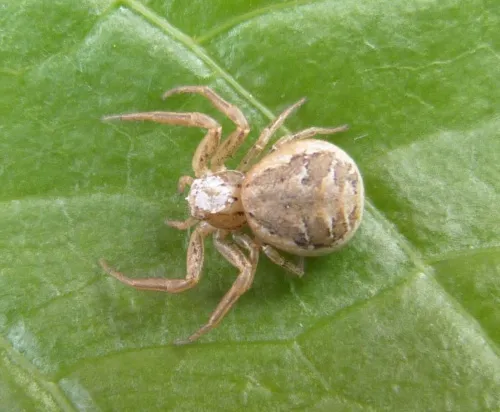 Xysticus audax - photo 3