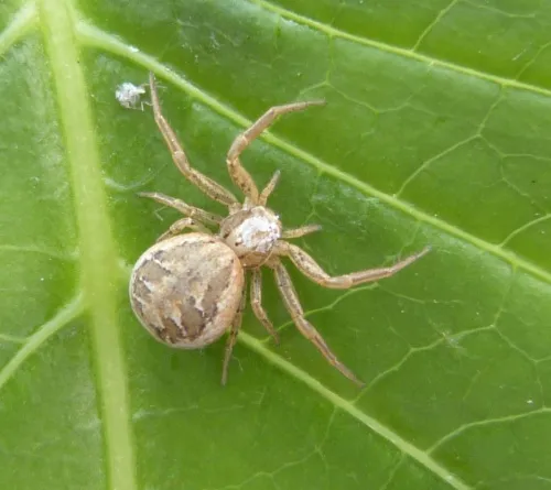 Xysticus audax - photo 4