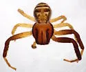 Xysticus bicuspis