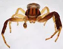 Xysticus bicuspis - photo 2