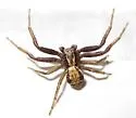 Xysticus britcheri