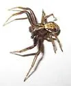 Xysticus britcheri - photo 2