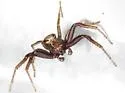 Xysticus britcheri - photo 3