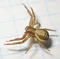 Xysticus britcheri - photo 5