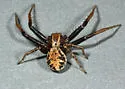 Xysticus californicus
