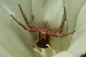 Xysticus californicus - photo 2