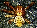 Xysticus californicus - photo 3