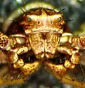 Xysticus californicus - photo 4