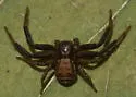 Xysticus canadensis
