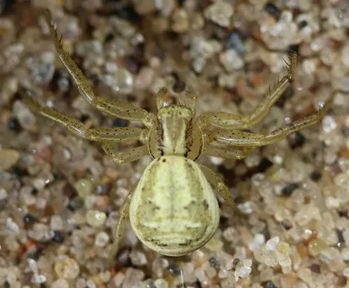 Xysticus chippewa