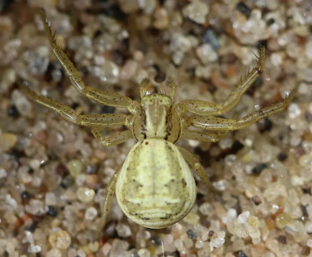 Xysticus chippewa - photo 2