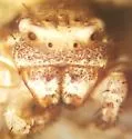 Xysticus concursus