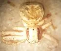 Xysticus concursus - photo 2