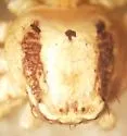 Xysticus concursus - photo 3