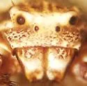 Xysticus concursus - photo 4