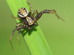 Xysticus cristatus