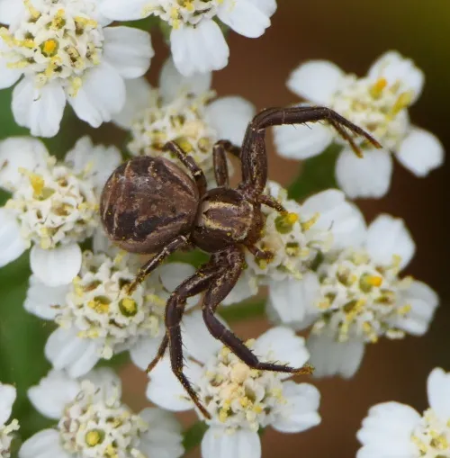 Xysticus cristatus - photo 2