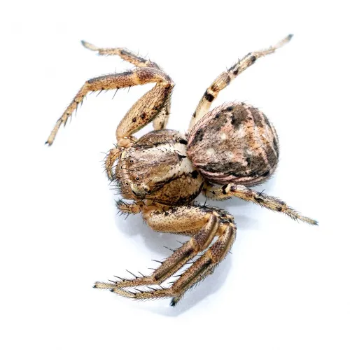 Xysticus cristatus - photo 3