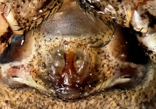 Xysticus cristatus - photo 4