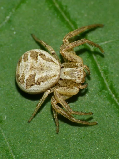 Xysticus cristatus - photo 5