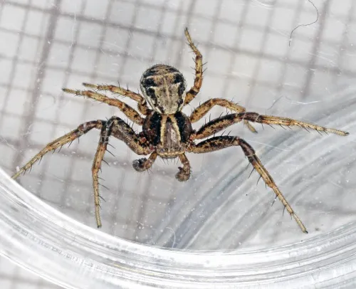 Xysticus cristatus - photo 6