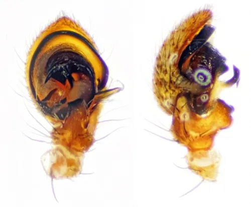 Xysticus cristatus - photo 7