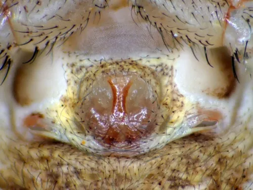Xysticus cristatus - photo 8