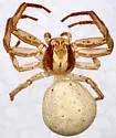 Xysticus cunctator