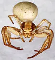 Xysticus cunctator - photo 2