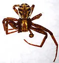 Xysticus cunctator - photo 3