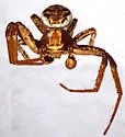 Xysticus cunctator - photo 4